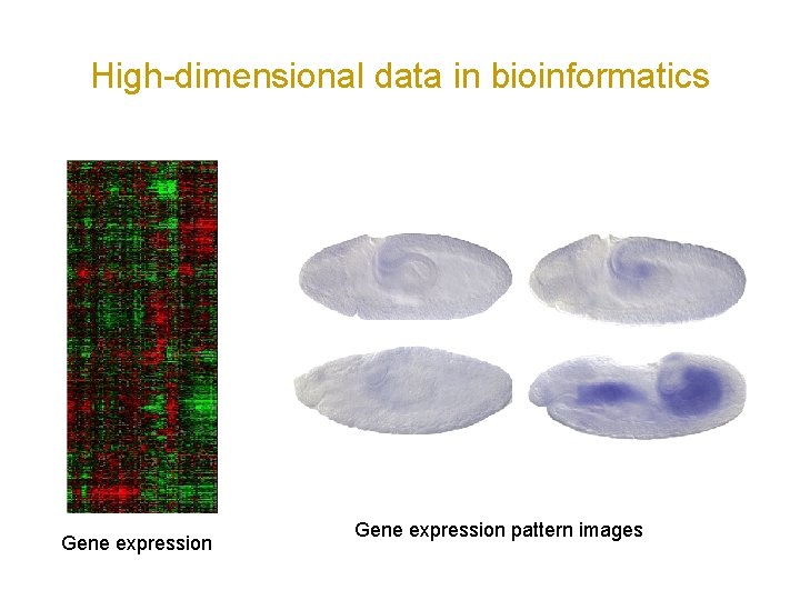 High-dimensional data in bioinformatics Gene expression pattern images 