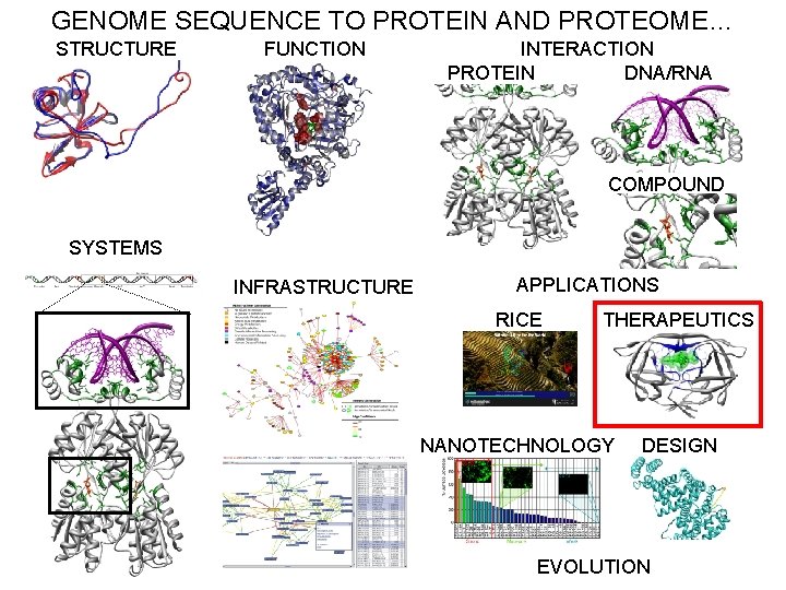 GENOME SEQUENCE TO PROTEIN AND PROTEOME… STRUCTURE FUNCTION INTERACTION PROTEIN DNA/RNA COMPOUND SYSTEMS INFRASTRUCTURE