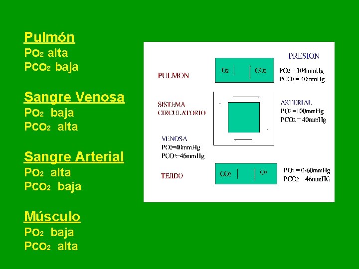 Pulmón PO 2 alta PCO 2 baja Sangre Venosa PO 2 baja PCO 2 Pulmón PO 2 alta PCO 2 baja Sangre Venosa PO 2 baja PCO 2