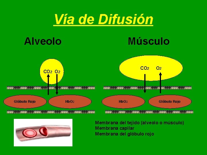 Vía de Difusión Alveolo Músculo CO 2 O 2 Glóbulo Rojo Hb. O 2 Vía de Difusión Alveolo Músculo CO 2 O 2 Glóbulo Rojo Hb. O 2