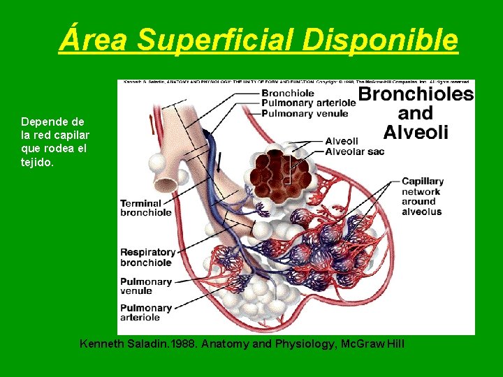 Área Superficial Disponible Depende de la red capilar que rodea el tejido. Kenneth Saladin. Área Superficial Disponible Depende de la red capilar que rodea el tejido. Kenneth Saladin.