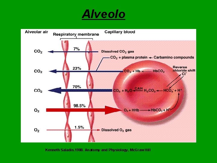 Alveolo Kenneth Saladin. 1988. Anatomy and Physiology, Mc. Graw Hill Alveolo Kenneth Saladin. 1988. Anatomy and Physiology, Mc. Graw Hill