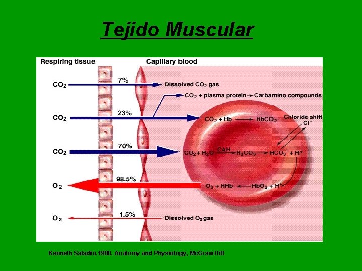 Tejido Muscular Kenneth Saladin. 1988. Anatomy and Physiology, Mc. Graw Hill Tejido Muscular Kenneth Saladin. 1988. Anatomy and Physiology, Mc. Graw Hill