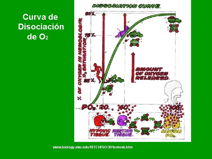 Curva de Disociación de O 2 www. biology. eku. edu/RITCHISO/301 notes 6. htm Curva de Disociación de O 2 www. biology. eku. edu/RITCHISO/301 notes 6. htm