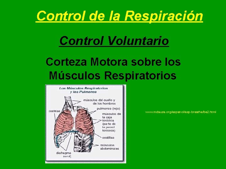 Control de la Respiración Control Voluntario Corteza Motora sobre los Músculos Respiratorios www. mdausa. Control de la Respiración Control Voluntario Corteza Motora sobre los Músculos Respiratorios www. mdausa.