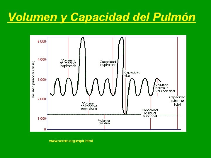 Volumen y Capacidad del Pulmón www. semm. org/espir. html Volumen y Capacidad del Pulmón www. semm. org/espir. html
