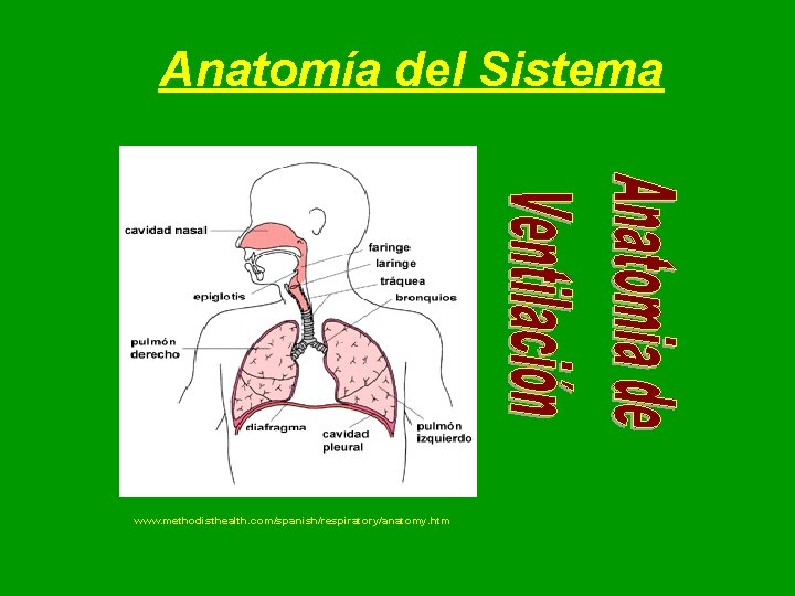 Anatomía del Sistema www. methodisthealth. com/spanish/respiratory/anatomy. htm Anatomía del Sistema www. methodisthealth. com/spanish/respiratory/anatomy. htm