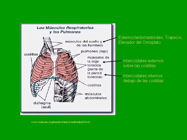 Esternocleidomastoideo, Trapecio, Elevador del Omoplato Intercostales externos sobre las costillas Intercostales internos debajo de Esternocleidomastoideo, Trapecio, Elevador del Omoplato Intercostales externos sobre las costillas Intercostales internos debajo de