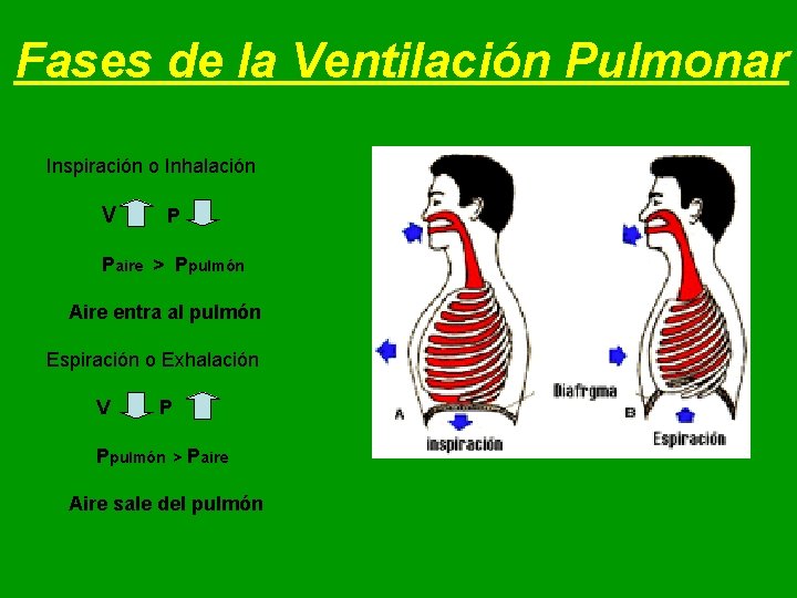 Fases de la Ventilación Pulmonar Inspiración o Inhalación V P Paire > Ppulmón Aire Fases de la Ventilación Pulmonar Inspiración o Inhalación V P Paire > Ppulmón Aire