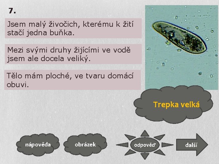 7. Jsem malý živočich, kterému k žití stačí jedna buňka. Mezi svými druhy žijícími