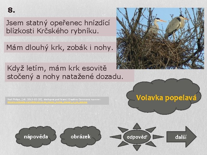 8. Jsem statný opeřenec hnízdící blízkosti Krčského rybníku. v Mám dlouhý krk, zobák i