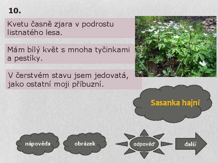 10. Kvetu časně zjara v podrostu listnatého lesa. Mám bílý květ s mnoha tyčinkami