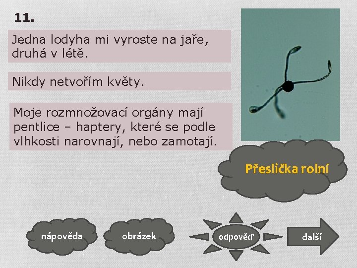 11. Jedna lodyha mi vyroste na jaře, druhá v létě. Nikdy netvořím květy. Moje