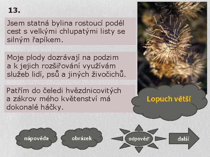 13. Jsem statná bylina rostoucí podél cest s velkými chlupatými listy se silným řapíkem.