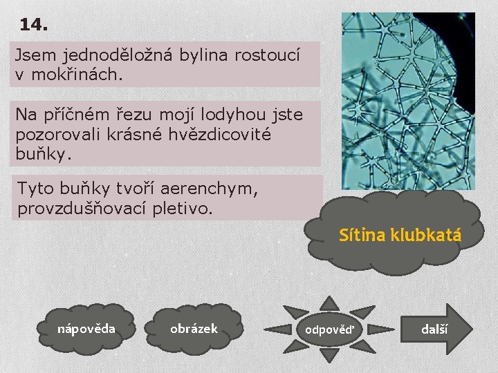 14. Jsem jednoděložná bylina rostoucí v mokřinách. Na příčném řezu mojí lodyhou jste pozorovali