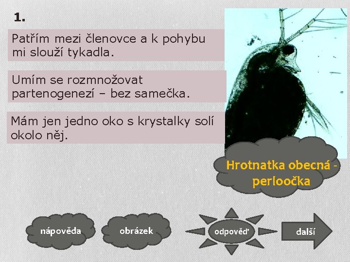 1. Patřím mezi členovce a k pohybu mi slouží tykadla. Umím se rozmnožovat partenogenezí