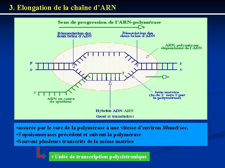 3. Elongation de la chaîne d’ARN • assurée par le core de la polymérase