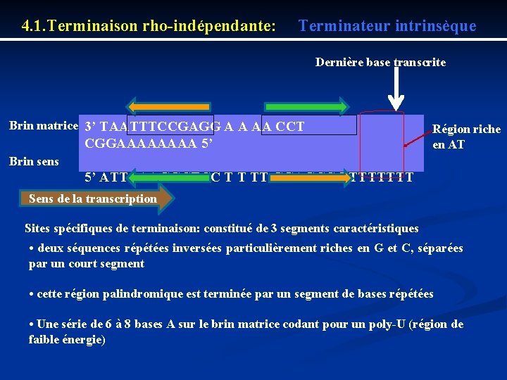 4. 1. Terminaison rho indépendante: Terminateur intrinsèque Dernière base transcrite Brin matrice 3’ TAATTTCCGAGG