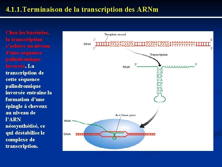 4. 1. 1. Terminaison de la transcription des ARNm Chez les bactéries, la transcription