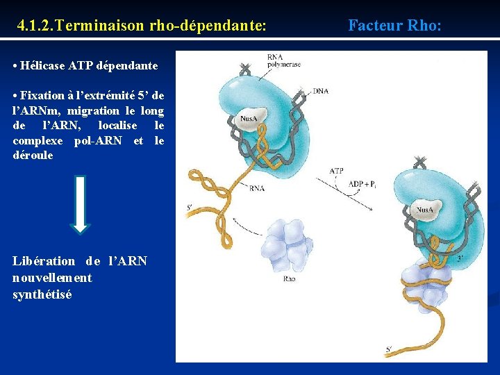 4. 1. 2. Terminaison rho dépendante: • Hélicase ATP dépendante • Fixation à l’extrémité