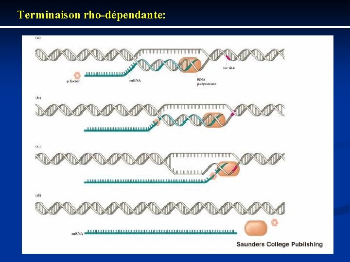 Terminaison rho dépendante: 