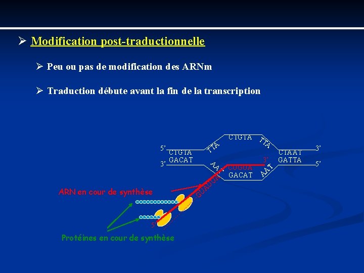 Ø Modification post traductionnelle Ø Peu ou pas de modification des ARNm Ø Traduction