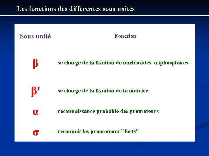 Les fonctions des différentes sous unités Sous unité Fonction β se charge de la