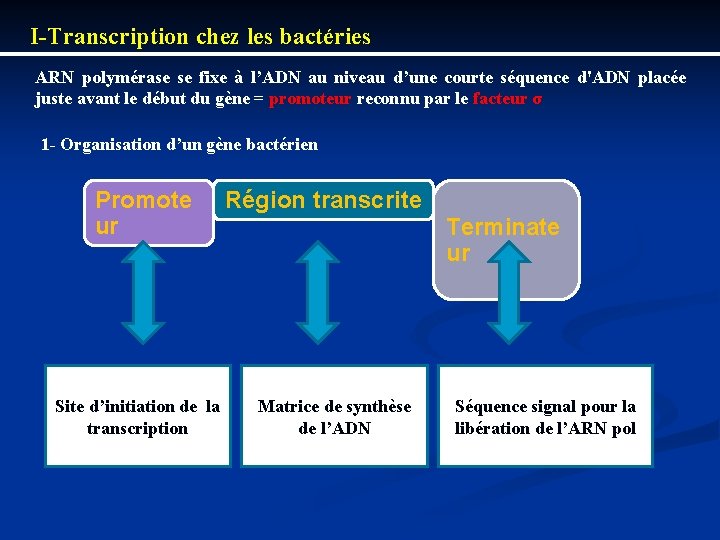 I Transcription chez les bactéries ARN polymérase se fixe à l’ADN au niveau d’une