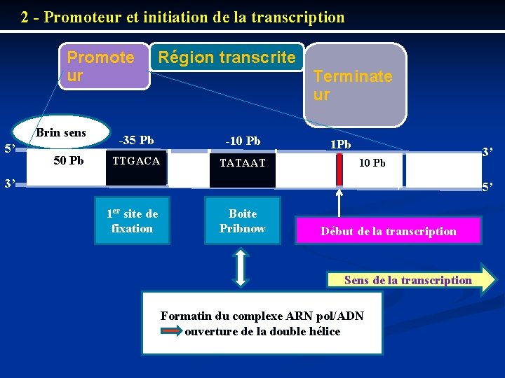 2 Promoteur et initiation de la transcription Promote ur Brin sens 5’ 50 Pb