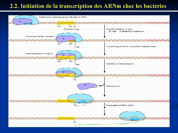 2. 2. Initiation de la transcription des ARNm chez les bactéries 