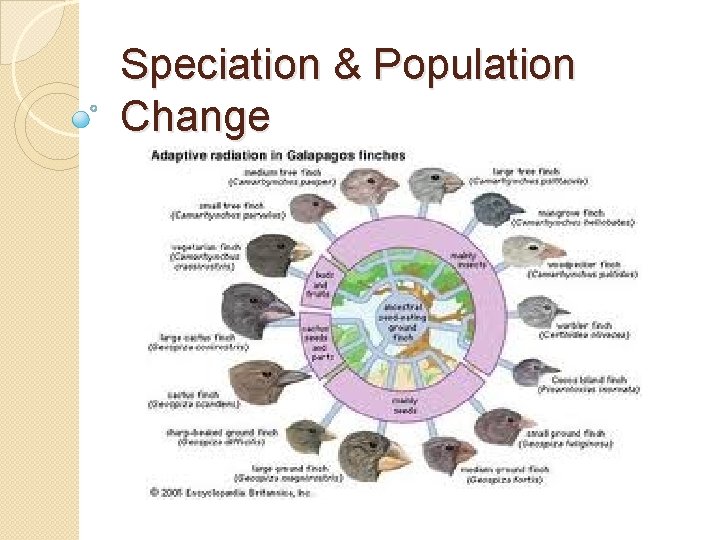 Speciation & Population Change 