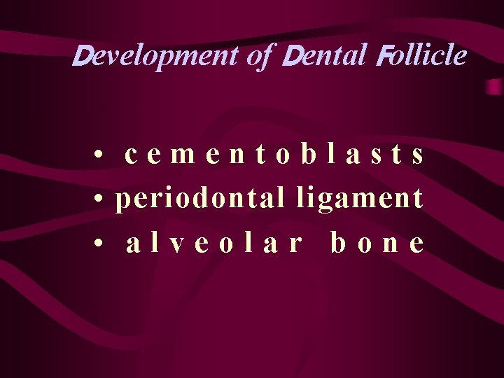 Development of Dental Follicle • cementoblasts • periodontal ligament • alveolar bone 