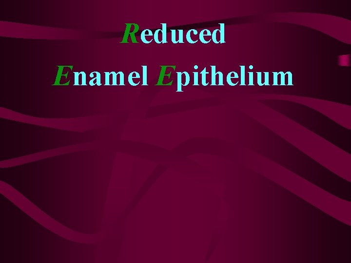 Reduced Enamel Epithelium 