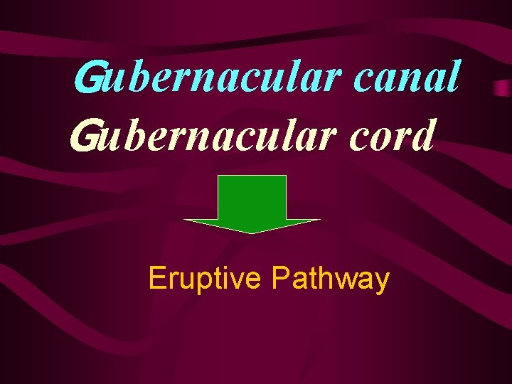 Gubernacular canal Gubernacular cord Eruptive Pathway 