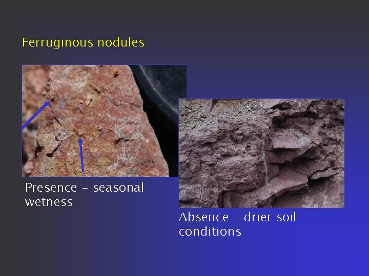 Ferruginous nodules Presence - seasonal wetness Absence - drier soil conditions 