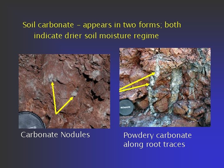 Soil carbonate - appears in two forms; both indicate drier soil moisture regime Carbonate