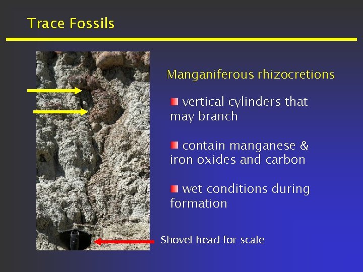 Trace Fossils Manganiferous rhizocretions vertical cylinders that may branch contain manganese & iron oxides