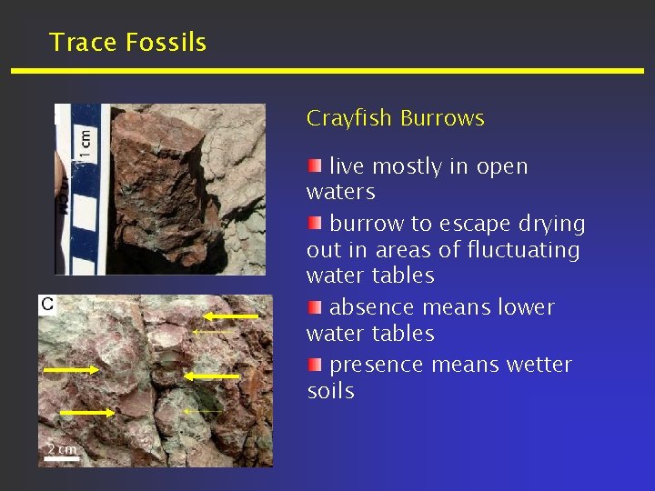 Trace Fossils Crayfish Burrows live mostly in open waters burrow to escape drying out