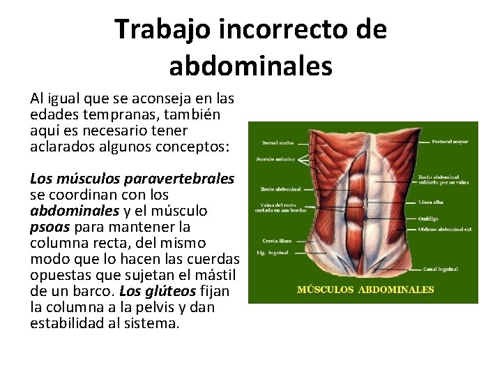 Trabajo incorrecto de abdominales Al igual que se aconseja en las edades tempranas, también