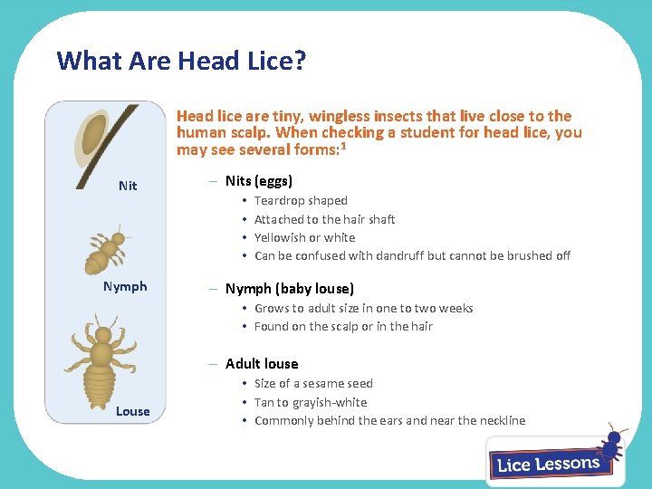 What Are Head Lice? Head lice are tiny, wingless insects that live close to