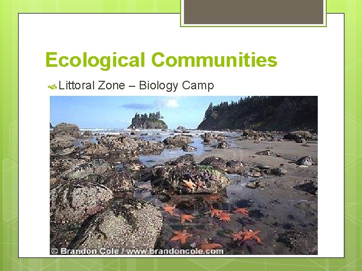 Ecological Communities Littoral Zone – Biology Camp 