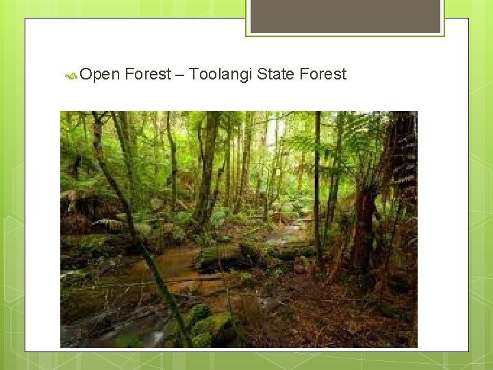  Open Forest – Toolangi State Forest 