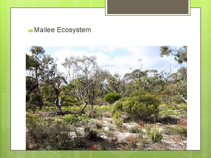  Mallee Ecosystem 