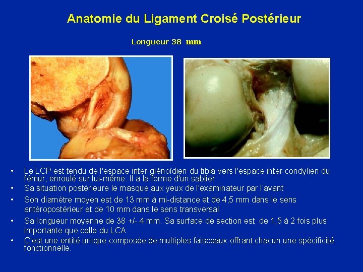 Anatomie du Ligament Croisé Postérieur Longueur 38 • • • mm Le LCP est