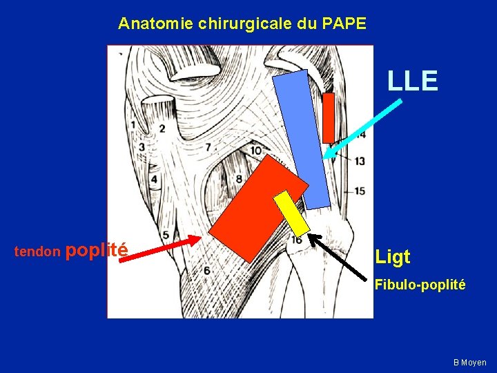 Anatomie chirurgicale du PAPE LLE tendon poplité Ligt Fibulo-poplité B Moyen 