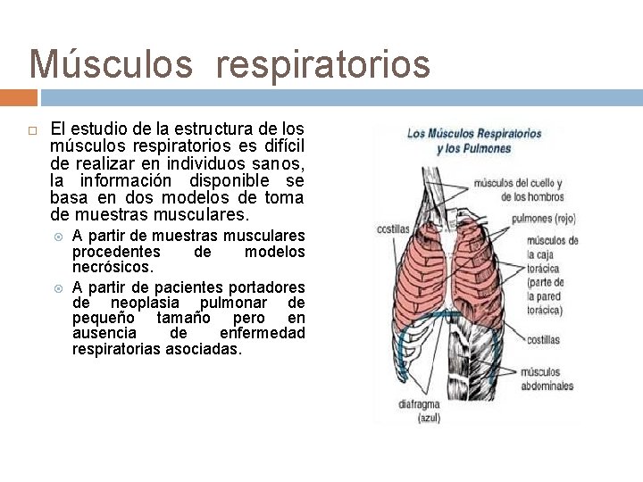 Músculos respiratorios El estudio de la estructura de los músculos respiratorios es difícil de