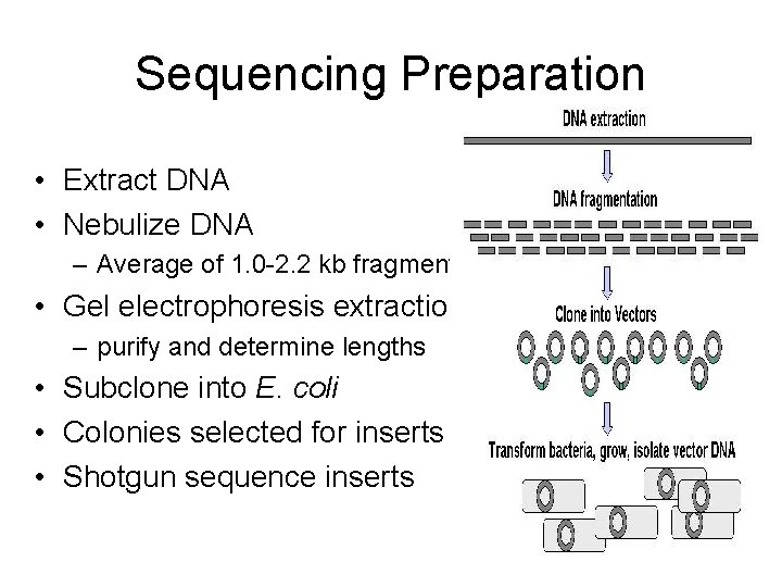 Sequencing Preparation • Extract DNA • Nebulize DNA – Average of 1. 0 -2.