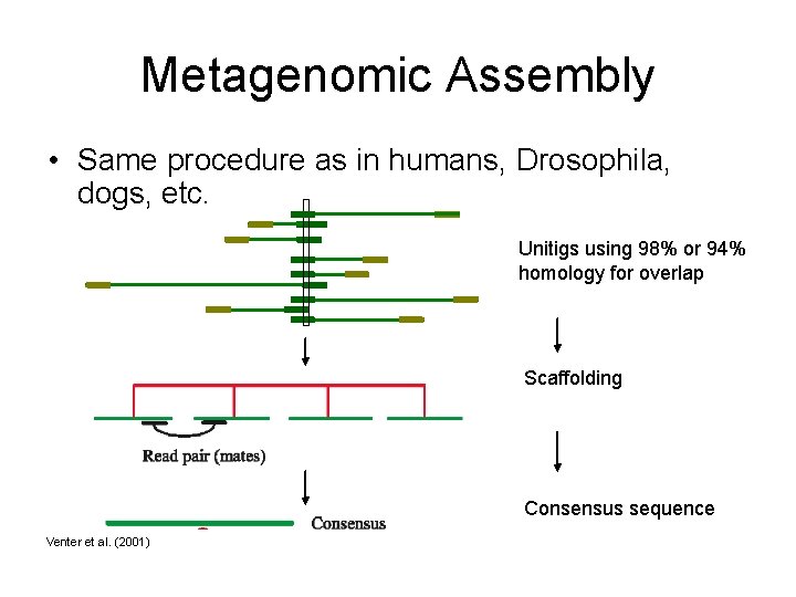 Metagenomic Assembly • Same procedure as in humans, Drosophila, dogs, etc. Unitigs using 98%