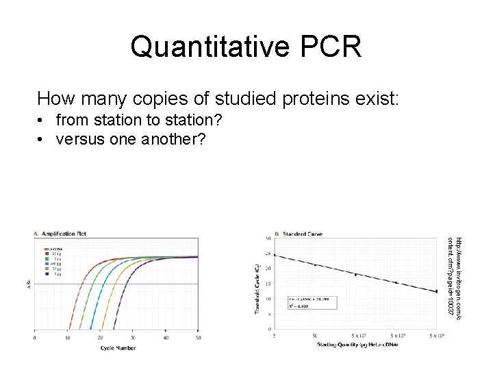 Quantitative PCR How many copies of studied proteins exist: • from station to station?