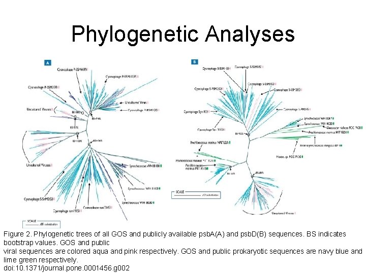 Phylogenetic Analyses Figure 2. Phylogenetic trees of all GOS and publicly available psb. A(A)